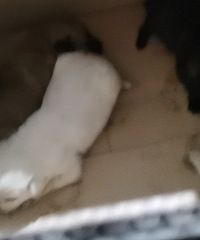 4ֻС�̹�������