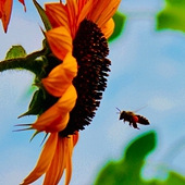 ̫�����Ĵ���