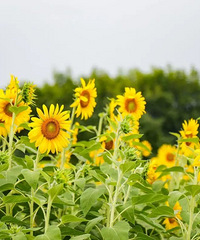 100%����Ƭ����侹ų���ַ��԰�������տ�����������