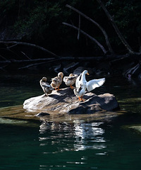 ������ʢ�ĵı���С�壬�Դ��յ�ģʽ