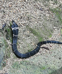 ����ɽ���۾���