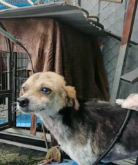 ճ��С�̹��޳�����