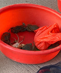 �������������з��100Ԫһ��󲻹�