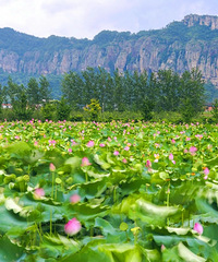 这座风光不输黄山的浙东山城,一夜开出12株并蒂莲