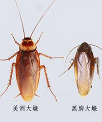 ���������İ취