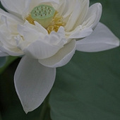 �񻷹�԰�ĺɻ�