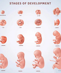 ����̥�������׶�ͼ������̫��������