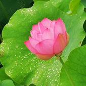 ���ɻ�������