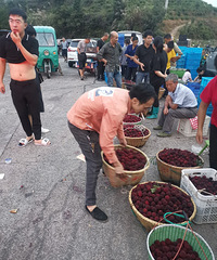 �����ɽ��÷�ļ۸��롰ƽԭ����÷��ƽ����÷��������