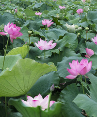 ���ŵ��ĺɣ�һ��С�ľ;������������죡