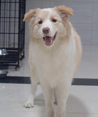 ��Ϊ���񷱶�����͹�����������ϣ���Ҹ����˼�