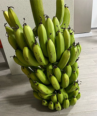 �����㽶�������˲�6ëһ��ڸк�Ŵ����