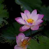 �ܶ���û�ĺɻ���