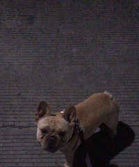 �������ﹷ������