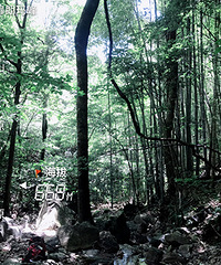 ����ԭʼɭ��