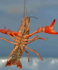 ɶ��������ձ�����ֹС��Ϻ