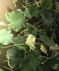 ��������ȥ������ץз�ȳ������������