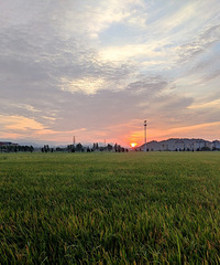 清晨的田野,夏日里的荷花,美丽的新农村