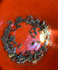 ͷ�Ÿ�ץз�����ӳ����ֻ࣬ץ����ЩС��з