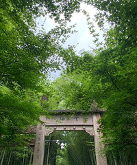 ������5��������ɭ�֡���������Ұ���٣�