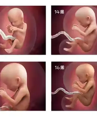 һ��ͼƬ�����˽�1��36��̥����ĸ������η����ɳ���