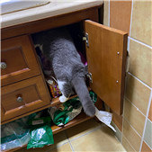 �޷ֲ���ʲô�����ɹ�