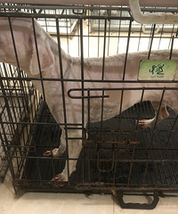 �������ı���mm������