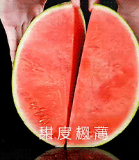 ����������һֻ�������ϣ�����͵͵������