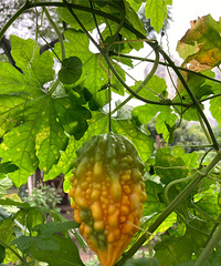 Ϊʲô�������̹����涼�ǳ�