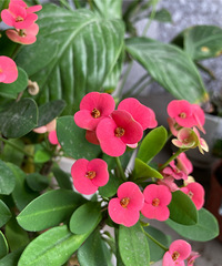 ���۸��᡿��ʹҪ��ô���Ʋ�����Ч��