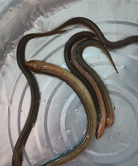 ���������Ļ������ܸ���������