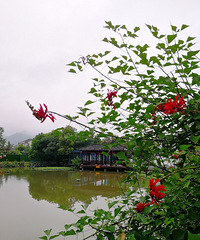 [������]����԰֮�ģ��������飬������������