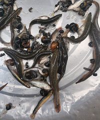 ��ߵ�ˮ�������ˮ�ཽ���ģ�Ұ��������ץ���ۻ���