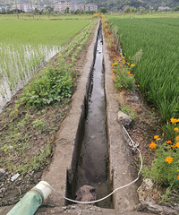 ��ߵ�ˮ�������ˮ�ཽ���ģ�Ұ��������ץ���ۻ���