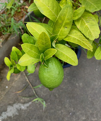 ���������𣿴�̨��Ҳ��������������