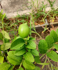 ���������𣿴�̨��Ҳ��������������