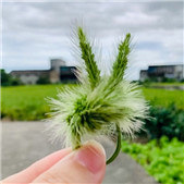 �ɰ��Ĺ�β����