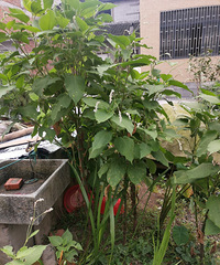 ��˵��������ſ�������ʹ�������