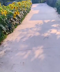 ̫��Ľ�����ڽ���������Ϊ����300�������տ���·