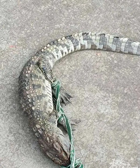 һ�������������һ�����㣿��ɲ�ͽ�ֽ����Ʒ�