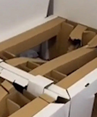 ���˶�Ա����ƻ����˴壬ǽ���ҳ�����