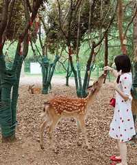 87�����С���