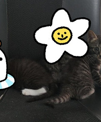 (�ٺ�)è���������