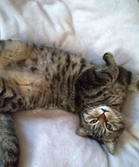 Ӣ�̻�Ѫè��������