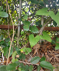 ����ɽҩ����