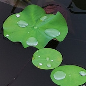 ��Ҷ֮����