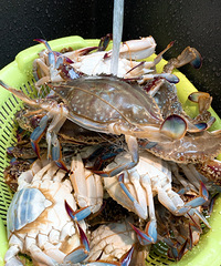 ���Ի���̨��no55������з�����ú�����ջ���װ��