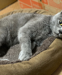 ���������è���Ը񰲾����Ƚ�ճ��