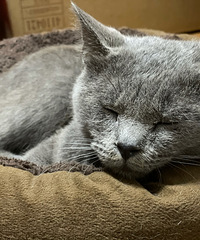 ���������è���Ը񰲾����Ƚ�ճ��