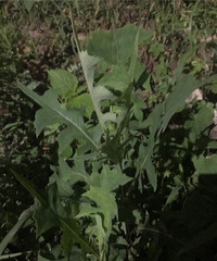 86�꽡׳������175���ȶ������壬�����з�����������Ů��